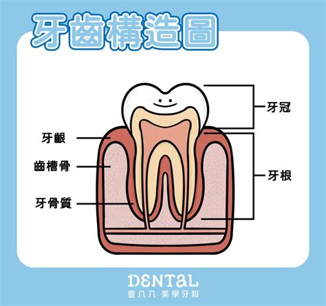 門牙下面的牙齒|牙齒結構與健康的牙齒 